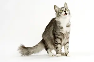 Pounce: Cat - Norwegian Silver Tabby