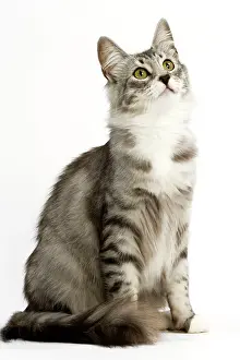 Looking Up: Cat - Norwegian Silver Tabby