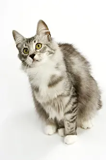 Looking Up: Cat - Norwegian Silver Tabby
