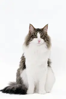 Norwegians: Cat Norwegian sitting