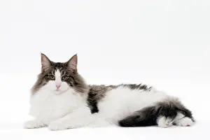 Norwegians: Cat Norwegian sitting