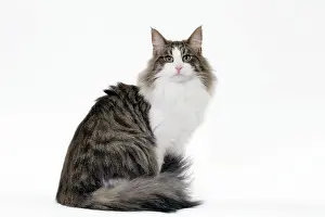 Norwegians: Cat Norwegian sitting