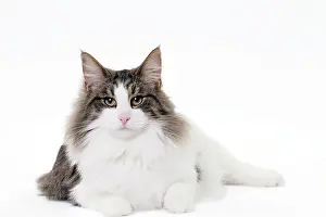 Norwegians: Cat Norwegian sitting
