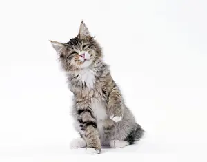 Contented: Cat Norwegian smiling / laughing. Digital Manipulation
