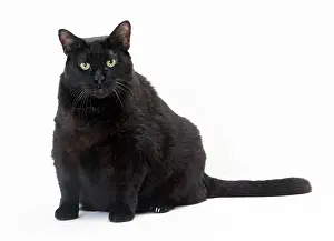 Obese: CAT - obese / fat black cat
