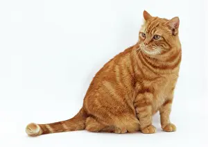Obese: CAT - obese / fat ginger cat