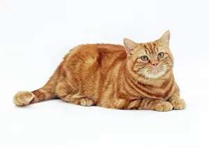 Obese: CAT - obese / fat ginger cat