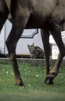 Wapitis: Cat observing a Wapiti in the streets of Jasper Canada
