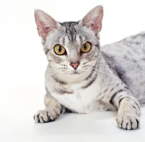 Ocicat: CAT - Ocicat - Black Spotted Silver