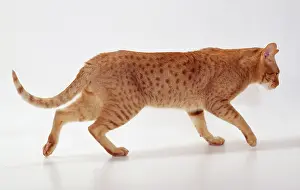 Ocicat: CAT - Ocicat Breed. Cinnamon