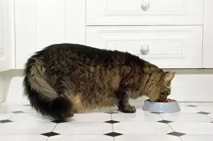 Unhygienic: Cat - old cat eating