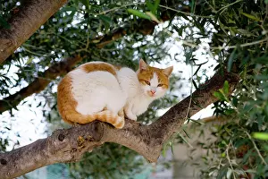 Katze: Cat in an olive tree, Crete, Greece, Europe Katze