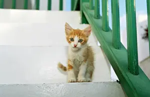 Santorini: CAT - Orange and white Kitten on step