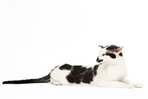 Orientals: Cat - Oriental