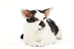 Orientals: Cat - Oriental