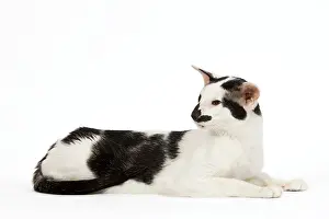 Orientals: Cat - Oriental
