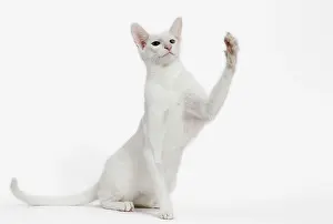 Salute: Cat - Oriental