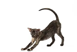 Tortie: Cat - Oriental Black Tortie