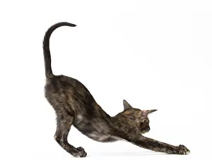 Tortie: Cat - Oriental Black Tortie