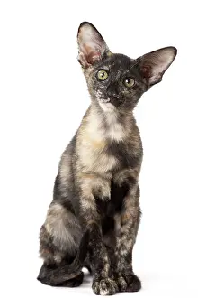 Tortie: Cat - Oriental Black Tortie