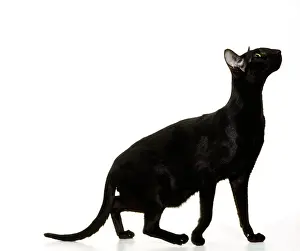 Orientals: CAT - ORIENTAL BLACK - side view