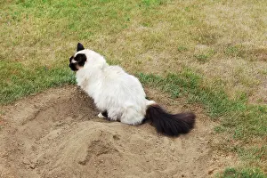 Toilet: CAT. Oriental cat going to the toilet
