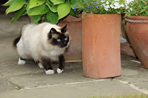 Orientals: CAT. Oriental cat walking past a flower pot