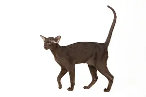 Orientals: Cat - Oriental chocolate