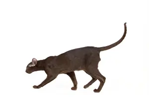 Orientals: Cat - Oriental chocolate