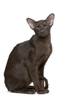 Orientals: Cat - Oriental chocolate