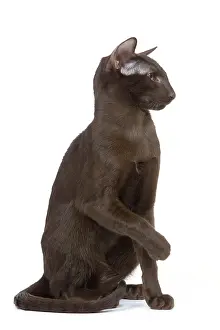 Orientals: Cat - Oriental chocolate