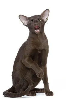 Miaowing: Cat - Oriental chocolate miaowing