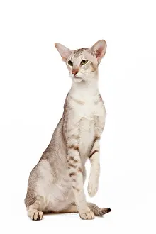 Orientals: Cat - oriental chocolate spotted tabby in studio