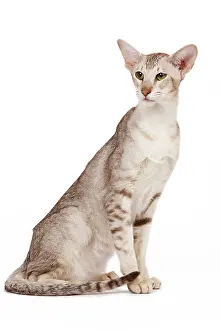 Orientals: Cat - oriental chocolate spotted tabby in studio
