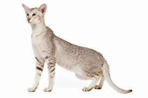 Orientals: Cat - oriental chocolate spotted tabby in studio