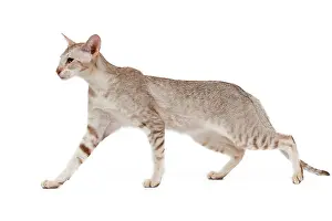 Orientals: Cat - oriental chocolate spotted tabby in studio