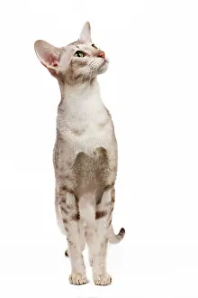 Orientals: Cat - oriental chocolate spotted tabby in studio