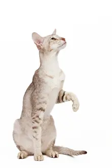 Orientals: Cat - oriental chocolate spotted tabby in studio