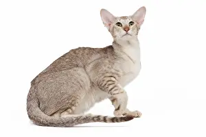 Worried: Cat - oriental chocolate spotted tabby in studio