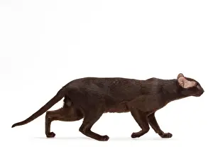 Orientals: Cat - Oriental Chocolate in studio
