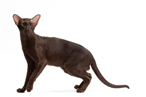 Orientals: Cat - Oriental Chocolate in studio