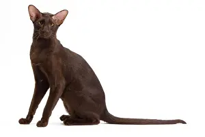 Orientals: Cat - Oriental Chocolate in studio
