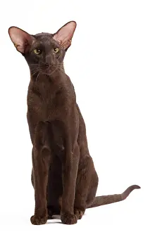Orientals: Cat - Oriental Chocolate in studio