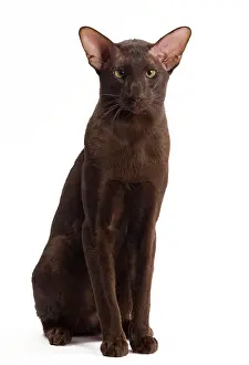Orientals: Cat - Oriental Chocolate in studio