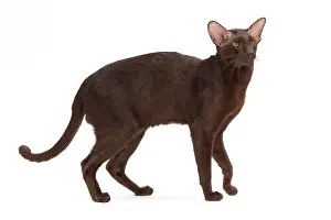 Orientals: Cat - Oriental Chocolate in studio