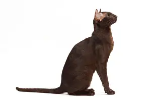 Orientals: Cat - Oriental Chocolate in studio