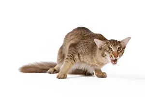 Afraid: Cat - Oriental Longhair / Long-haired Mandarin