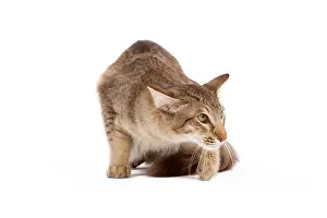Longhairs: Cat - Oriental Longhair / Long-haired Mandarin