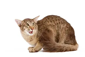 Anger: Cat - Oriental Longhair / Long-haired Mandarin