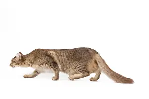 Longhairs: Cat - Oriental Longhair / Long-haired Mandarin